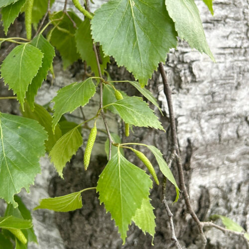 Schmuck aus Birkenblättern