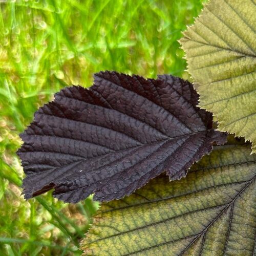 Haselnuss Blatt Naturschmuck