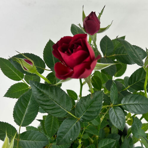 Schmuck aus echten Rosen-Blättern