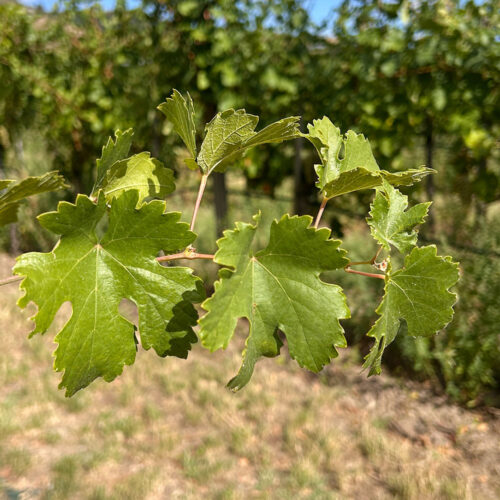 Weinblatt