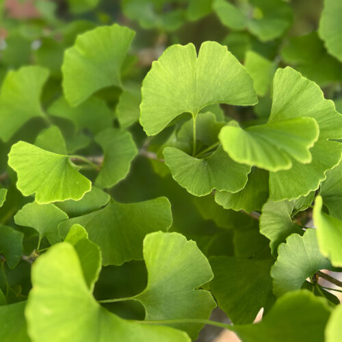 Schmuck-aus-Ginkgo-Blättern