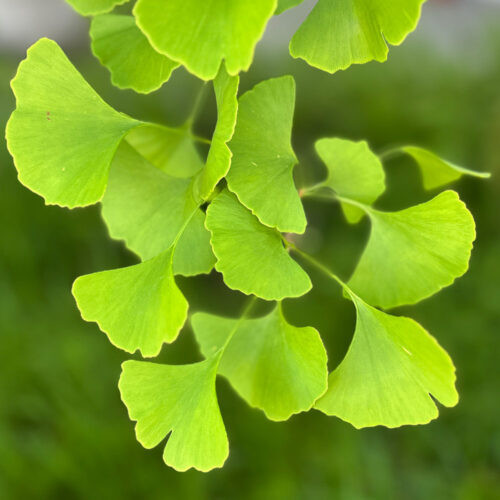 Schmuck-aus-Ginkgo-Blättern