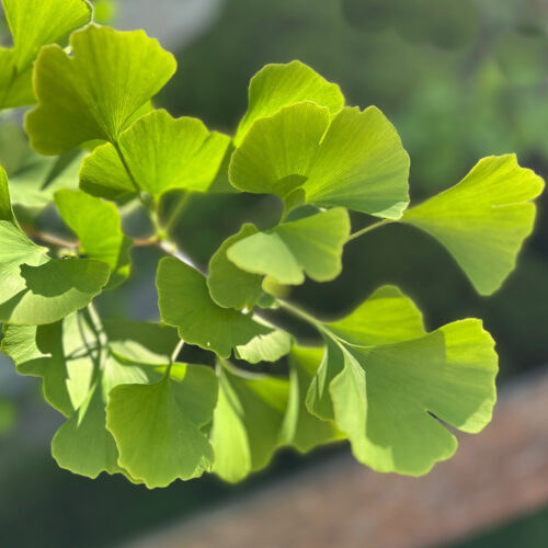 Schmuck-aus-Ginkgo-Blättern