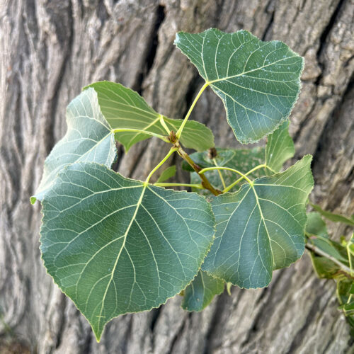 Pappel Blatt