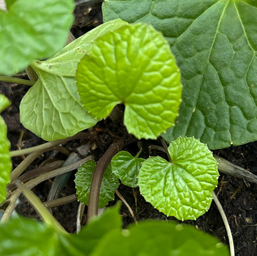 Wasabi Blatt Anhänger